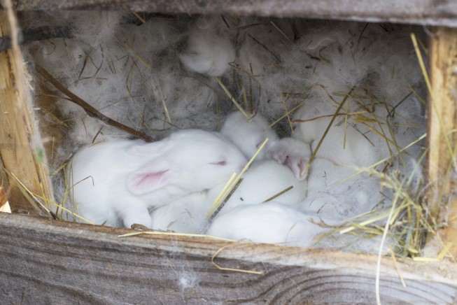 Ask Dr. Jenn: How Do I Care for an Orphaned Bunny?